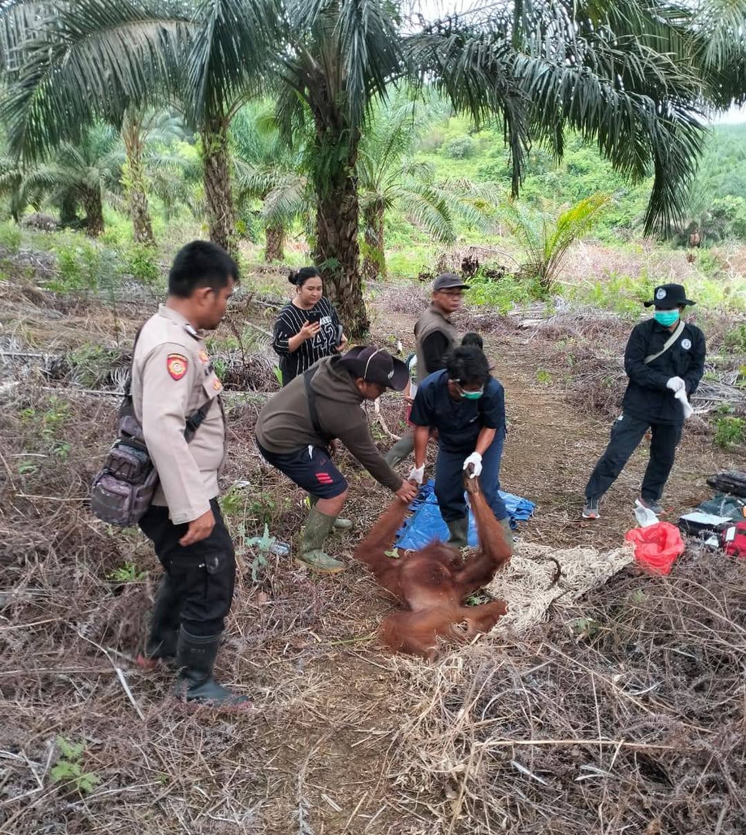 Orangutan Diamankan dari Perkebunan Warga