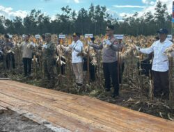 Gubernur Agustiar Sabran Panen Raya Jagung di Rakumpit