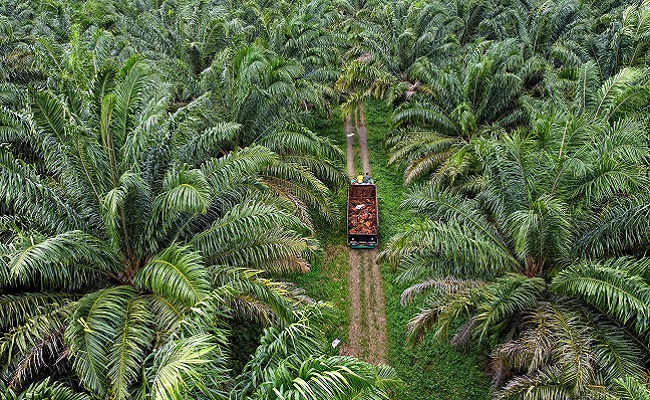 DPRD Soroti Konflik Kebun dan Mandeknya Sertifikasi ISPO di Kalteng
