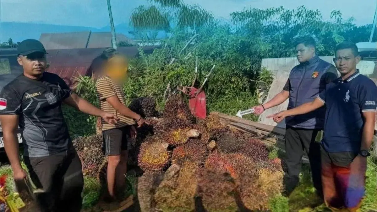 Pencuri Sawit 1,6 Ton Gagal Karena Tertidur Pulas