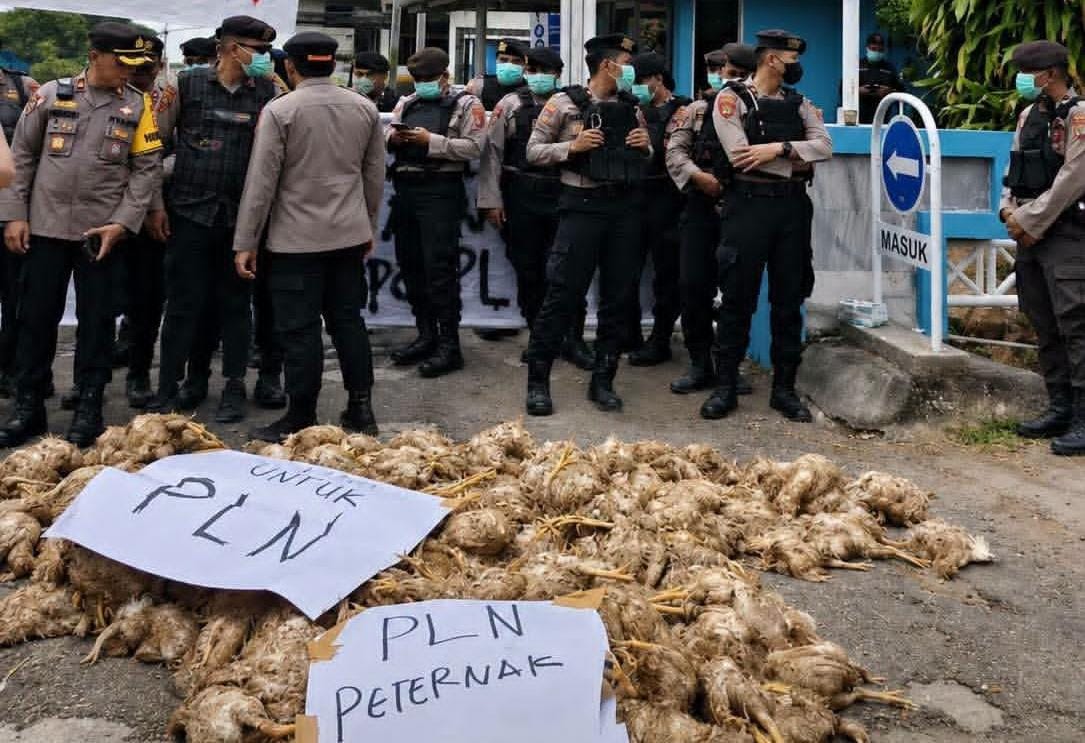 PLN Palangka Raya Dilempari Bangkai Ayam