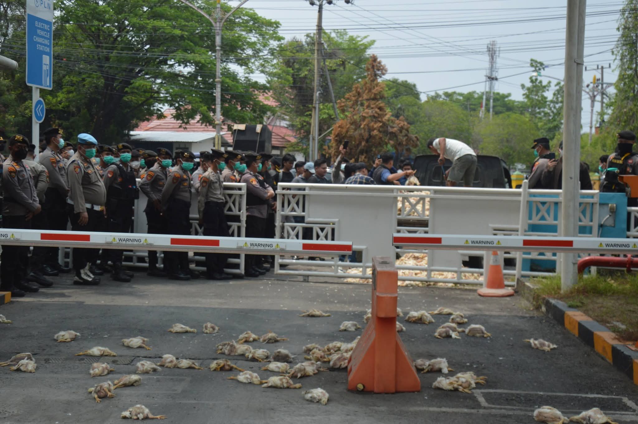 Ribuan Ayam Mati, Peternak Palangka Raya Bawa Dampak Pemadaman Listrik ke Kantor PLN